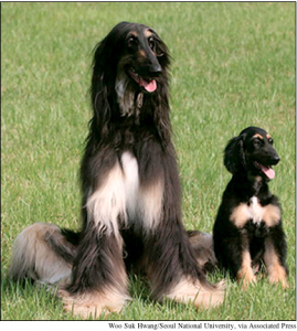 Identical Twin Dogs, 2005
