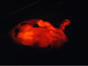 Ruppy at Ten Days Old Under Ultraviolet Light, Photo by Byeong Chun Lee